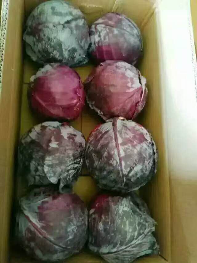 保鮮紫甘藍